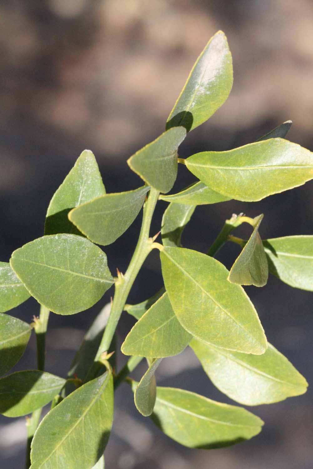              First year twig (Riverside, CA)       